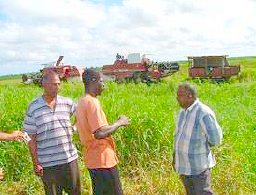Boeren eisen vertrek combinehouders uit rijstvelden Wageningen