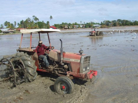 Boeren in laag gelegen gebieden bezig met de natte bewerking van een areaal om vervolgens in te kunnen zaaien. Deze rijstarealen hebben, in tegenstelling tot hogere gebieden, wel voldoende water