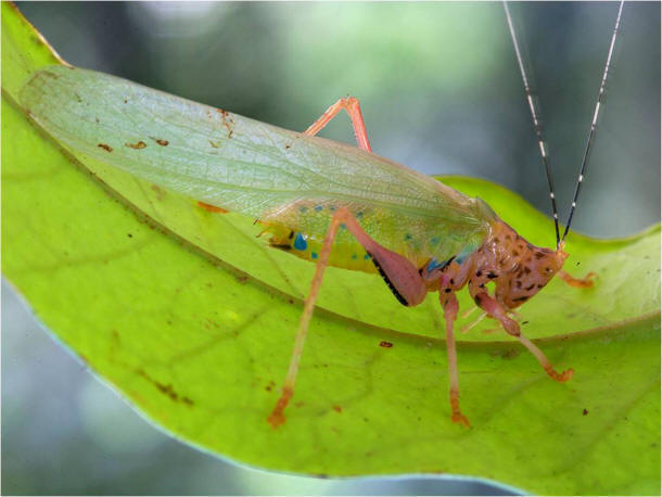 Mogelijk nieuwe soort katydid: Vestria sp.<br>&copy; foto:  Piotr Naskrecki  - http://www.conservation.org/newsroom/pressreleases/Pages/An-Armored-Catfish-Cowboy-Frog-and-a-Rainbow-of-Colorful-Critters-discovered-in-southwest-Suriname.aspx