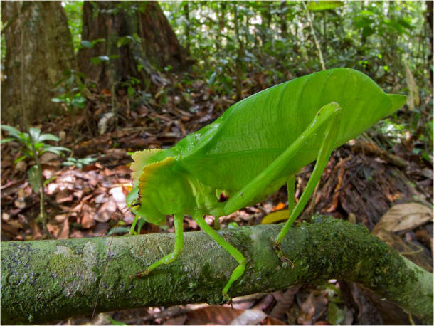 katydid (Steirodon sp.)<br>&copy; foto:  Piotr Naskrecki  - http://www.conservation.org/newsroom/pressreleases/Pages/An-Armored-Catfish-Cowboy-Frog-and-a-Rainbow-of-Colorful-Critters-discovered-in-southwest-Suriname.aspx