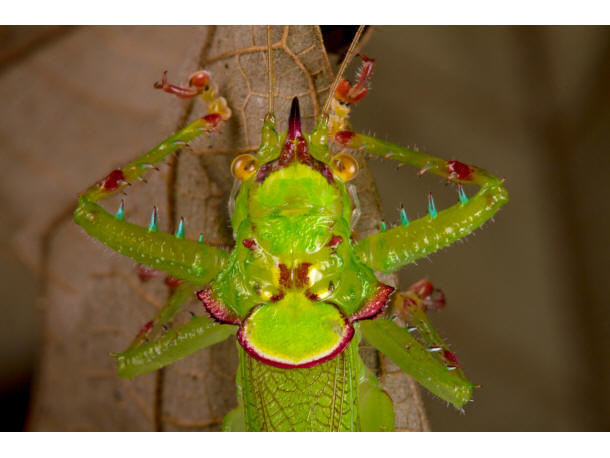 katydid (Loboscelis bacatus)<br>&copy; foto:  Trond Larsen - http://www.conservation.org/newsroom/pressreleases/Pages/An-Armored-Catfish-Cowboy-Frog-and-a-Rainbow-of-Colorful-Critters-discovered-in-southwest-Suriname.aspx