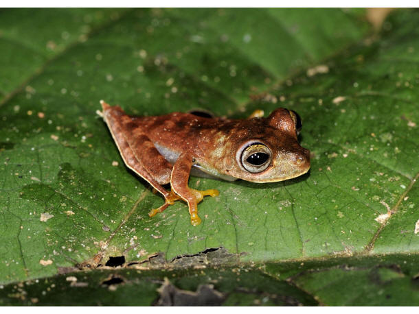 Mogelijk nieuwe diersoort: de cowboy kikker<br>&copy; foto:  Paul Ouboter - http://www.conservation.org/newsroom/pressreleases/Pages/An-Armored-Catfish-Cowboy-Frog-and-a-Rainbow-of-Colorful-Critters-discovered-in-southwest-Suriname.aspx