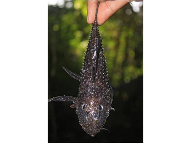 Een mogelijk nieuwe diersoort: een gepantserde catfish<br>&copy; foto:  Trond Larsen - http://www.conservation.org/newsroom/pressreleases/Pages/An-Armored-Catfish-Cowboy-Frog-and-a-Rainbow-of-Colorful-Critters-discovered-in-southwest-Suriname.aspx