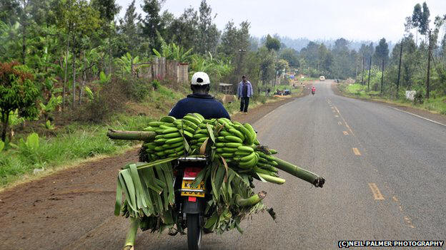 Bananas on the way to market from the Mount Kenya region