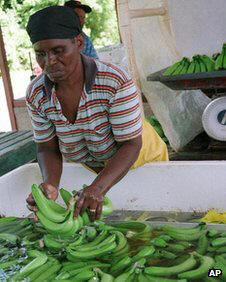 A worker sorts bananas for export at an estate in Jamaica