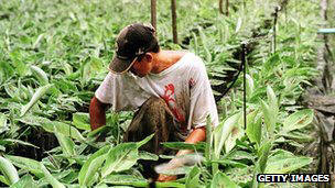 A worker checks on young banana saplings in a nursery of a new banana plantation in Honduras