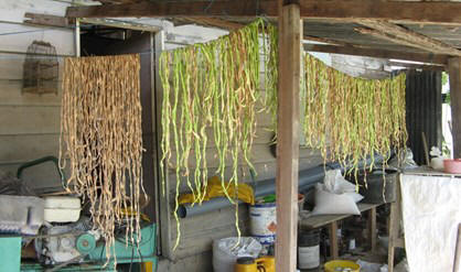 Kouseband hangt te drogen zodat de zaden gewonnen kunnen worden. Een kenmerk van gezinslandbouw is dat de landbouwers vaak hun eigen zaai- en plantgoed maken