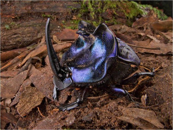 De kever Coprophanaeus lancifer<br>&copy; foto: Piotr Naskrecki - http://www.conservation.org/newsroom/pressreleases/Pages/An-Armored-Catfish-Cowboy-Frog-and-a-Rainbow-of-Colorful-Critters-discovered-in-southwest-Suriname.aspx