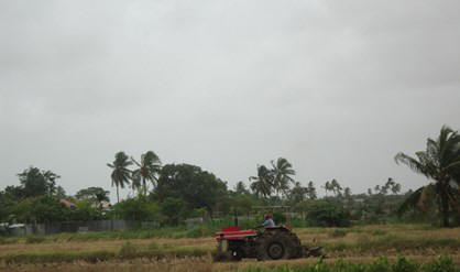 Een boer bewerkt zijn areaal. De Surinaamse Padie Boeren Associatie heeft de geadviseerd om de inzaai te beperken.     