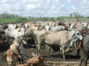 oto: Een kudde koeien in het district Nickerie die binnenkort geregistreerd zal worden door het Ministerie van Landbouw Veeteelt en Visserij. 